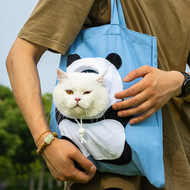 New Kitten’s First Week Checklist: Calm Care Day by Day