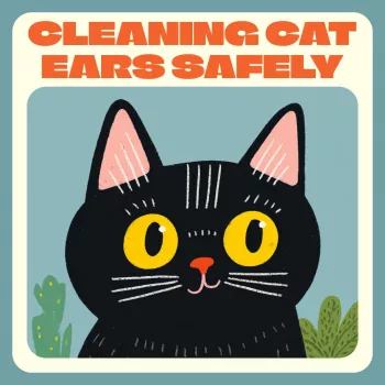 66a8b3681f1a2990a8acae264a85b78c.webp-350x350.webp